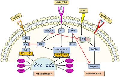 The case for neuregulin-1 as a clinical treatment for stroke